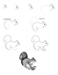 Animal Behavior Study For Kids Watching Squirrels Drawings Animal Drawings Easy Drawings