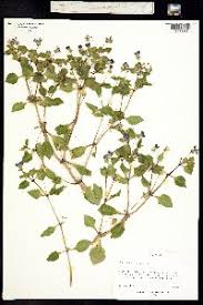 Image result for Exacum oldenlandioides