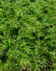 Image result for Gyrodoma hispida