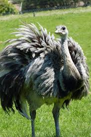 Bird That Looks Like An Ostrich Ostrich Ostriches Animals Beautiful Beautiful Birds