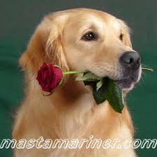 Then you're going to love this article. Golden Retriever Breeder Uk Golden Retriever Puppies Sale Golden Retrievers Golden Retreiver Puppy Breeder Breed Puppy Information Pictures Inages Golden Retriever Rescue Golden Retriever Goods Sale