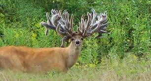 This property is loaded in game and we are sure you will like what we have to offer. What Are Your Thoughts On These 10 Massive Farm Raised Deer