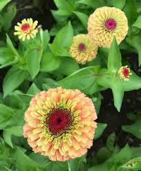 Queen Orange Lime Zinnia John Scheepers Kitchen Garden Seeds Zinnias Zinnia Elegans Rainbow Garden
