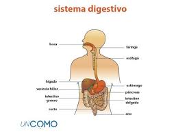 Pin En El Tubo Digestivo