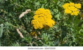 Fernleaf Yarrow High Res Stock Images Shutterstock