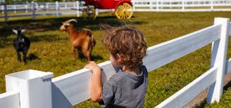 Come meet our wonderful farm animals in a clean, people and animal friendly atmosphere. Petting Farm Westgate River Ranch Resort Rodeo In River Ranch Florida Westgate Resorts