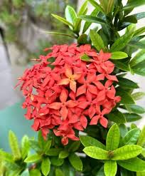 Image result for Ixora coccinea