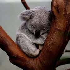 Koala joeys begin their life with an amazing journey a koala is born: You May Say I M A Dreamer But I Am Not The Only One Again To Try And Set The Record Straight Koalas Ar Cute Animals Animals Beautiful Cute Baby Animals