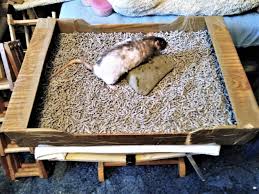 Corn cob litter is absorbent, but it rots quickly, resulting in the development of mold. Large Litter Trays With Large Smooth Pee Rocks Make Litter Training Your Rats So Much Easier Rat Care Litter Tray Sticky Back Plastic