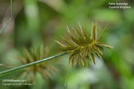 Image result for Cyperus deciduus