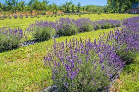 Enjoy harvesting your own beautiful, fragrant bundles of lavender or select from dried and fresh bouquets. 7 New Jersey Lavender Farms To Visit During Summer New Jersey Digest Magazine