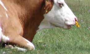 Das geschieht sehr oft durch künstliche befruchtung, es gibt jedoch landwirte, die auch noch eigene bullen halten. Trinkt Eine Kuh Milch Tiere