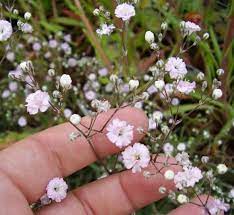 Pembayaran mudah, pengiriman cepat & bisa cicil 0%. Pin On Flowers