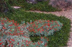 Image result for Epilobium