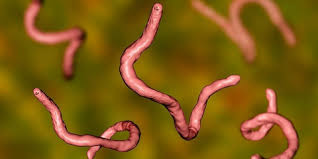 Worms dalam parasit manusia boleh hidup di dalam badan kerana darah dan nutrien dalam usus diserap, supaya cacing dapat bertahan di dalam perut. Kenali Ciri Ciri Cacingan Berikut Ini Jangan Keliru