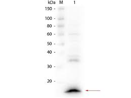 We are currently offering secondary antibodies recognizing mouse, rat, goat, sheep, and rabbit igg as. Vhh Antibody 100 401 Gm6s