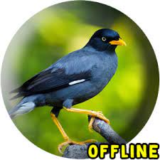 You can also upload and share your favorite keqing wallpapers. Suara Jalak Kebo Gacor Offline Kicau Jalak Kebo 1 0 Apk Androidappsapk Co