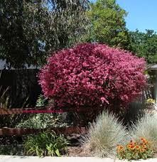 Maybe you would like to learn more about one of these? Full Size Picture Of New Zealand Tea Tree New Zealand Tea Bush Manuka Wiri Amy Leptospermum Scoparium Planting Shrubs Plants Tea Tree