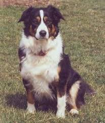 Border Collie Australian Shepherd Mix Black And Brown Home Share The Spare Australian Shepherd Cute Dogs Border Collie