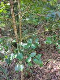 Image result for Pleurostylia