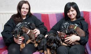 We hand deliver our puppies to their new owners. Doberman Rescue Centre Cheap Buy Online