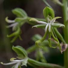 Image result for Bonatea