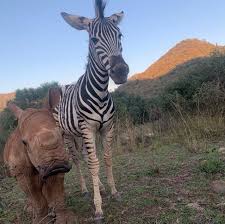 Daisy, a baby rhino, was rescued just hours after birth, weak and alone  after losing her mother to poaching. Around the same time, Modjadji, a  young zebra, was found cold and ill