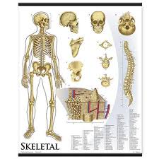 (spanish version) the human muscular system anatomy chart is a gorgeous yet complete guide to the human muscular system, displaying a human figure from front and back. Skeleton Bone Chart Cancar