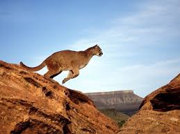 Zion National Park Photos National Geographic Mountain Lion Animals Big Cat Family