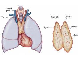 Image result for Thymus