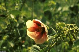 Image result for Abutilon hirtum