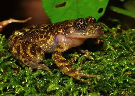 Image result for Cadaba natalensis