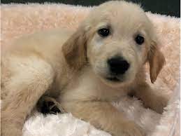 From their first breath and learning to walk, to teething and playtime. Golden Retriever Puppies Petland San Antonio