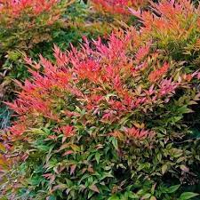 Heavenly Bamboo Bush Nandina Domestica Fall Plants Fall Garden Planting Plants