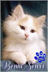 AMOUR De CHATS - BONSOIR BONSOIR LES ZAMIS ..BELLE ET... | Facebook