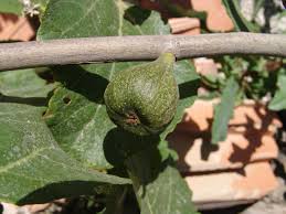 Image result for Ficus scassellatii