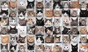 Cat adoptions directly from the current owner or shelter. 568 Cats And Kittens Adopted During Our Summer Adoption Drive