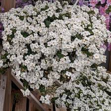 Image result for Bacopa floribunda