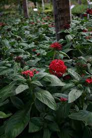 Check spelling or type a new query. Florida Native Red Pentas Attract Butterflies Nature Flaglercounty Realflorida Remaxflagstaf Florida Native Plants Flowering Shade Plants Plant Nursery