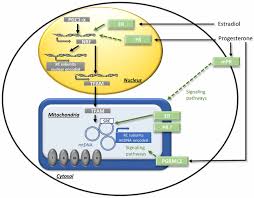 Frontiers Role Of Sex Hormones On Brain Mitochondrial