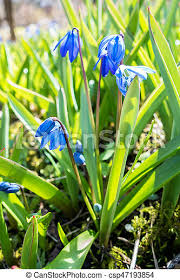 We did not find results for: Blue Snowdrop Flowers In Early Spring Blue Snowdrop Flowers Blooming In Early Spring In The Forest Meadow Asparagaceae Canstock