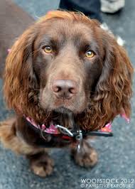 Black And Brown Working Cocker Spaniel Our Working Cocker Spaniel Jackson Brown Working Cocker Spaniel Puppies Cocker Spaniel Dog