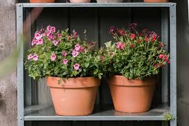 Image result for Diascia
