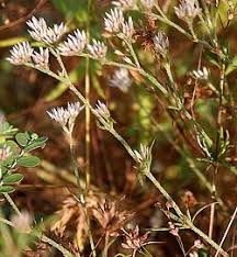 Image result for Polycarpaea corymbosa