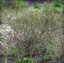 Image result for Rhigozum zambesiacum