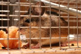 Waldmaus Oder Gelbhalsmaus Gartnern Im Biotop