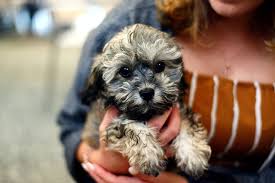 A shih poo puppy can be screened to check if they are a possible carrier of this disease as well. Shih Poo Puppies For Sale In Miami Florida Forever Love Puppies