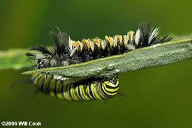 The orange, white, and black haired caterpillar starts life as a. Euchaetes Egle Milkweed Tussock Moth