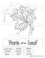 Parts Of A Leaf Printables Leaf Lesson Plans Leaf Lessons Homeschool Nature Study