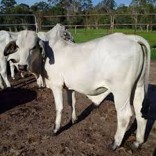 Brahman cow ki pehchan aur khobian, brahman bull. Brahman Cattle Origin Brahman Cattle Characteristics Uses Color Origin